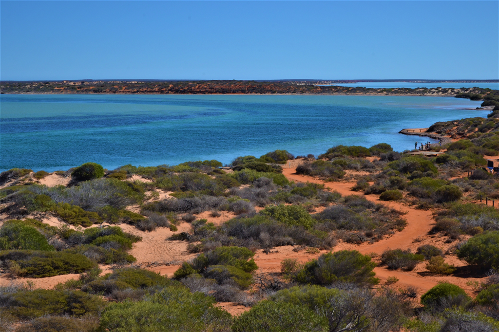 An exciting dive between sharks and dolphins: Shark Bay-Marsontheroad.com