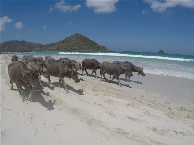 Tra surf, natura e tradizioni: Lombok-Marsontheroad.com