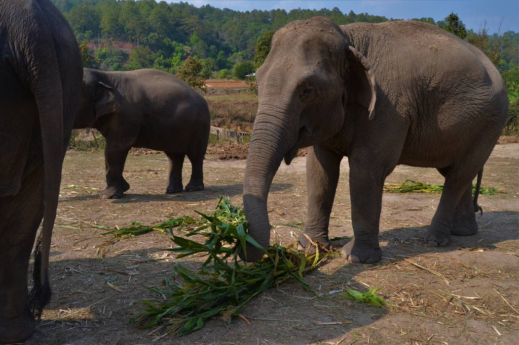 A day with the elephants-Marsontheroad.com